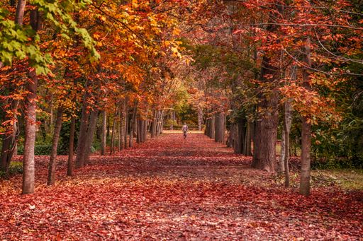 A pathway in a park covered in red dried leaves and trees in autumn