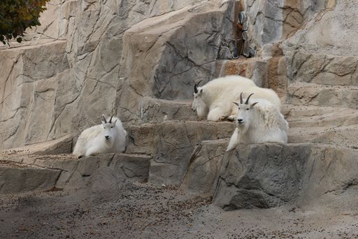 The large white-horned mountain goats in the zoo