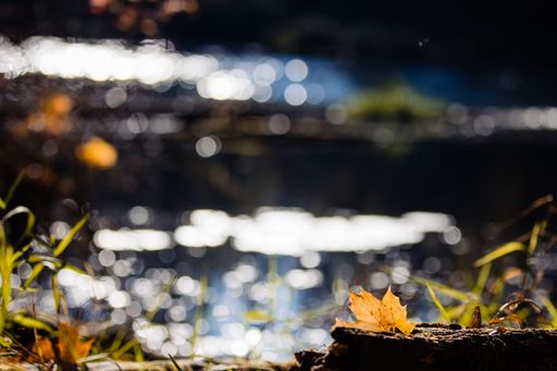 A selective focus shot of a single autumn maple leaf with a bokeh background