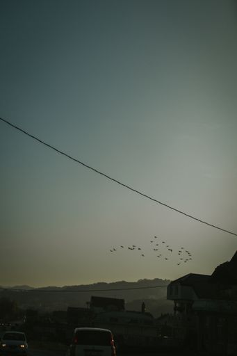A vertical shot of birds flock flying in the sunset sky