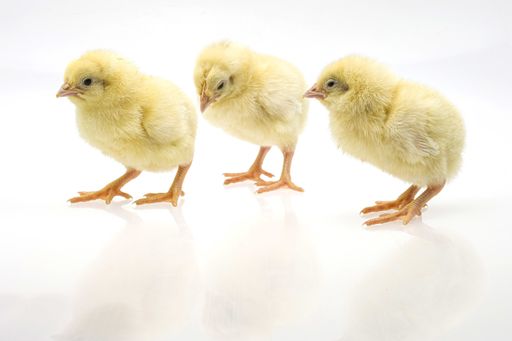 A closeup shot of cute baby chicks on a white background