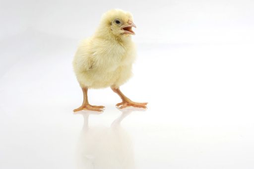 A closeup shot of cute baby chicks near a white background