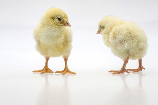 A closeup shot of cute baby chicks on a white background
