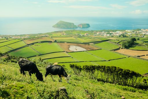 The beauty of island life