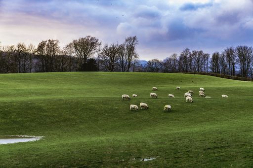 A closeup shot of white sheep grazing in the forest