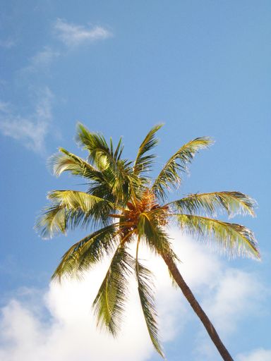 A low-angle shot of coconut trees with a cloudy blue sky background