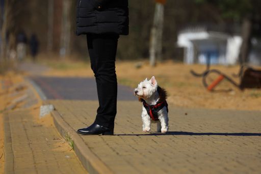 A shallow focus shot of a small dog walking around its owner's legs in a park