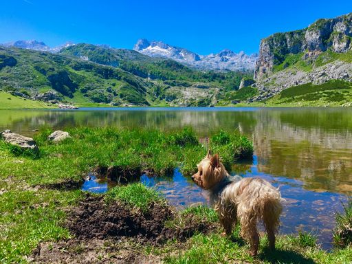 Yorkshire Terrier dog enjoying the summer in the lakes of Covadonga. You can see reflection of sky and mountains in the lake