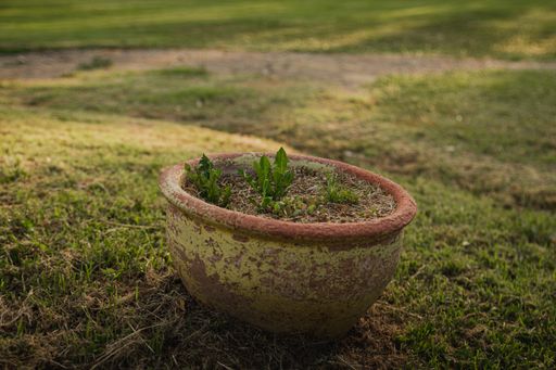 An old rusty pot with plants in the garden