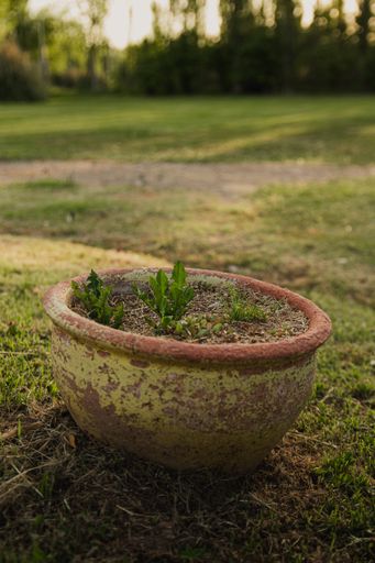An old rusty pot with plants in the garden