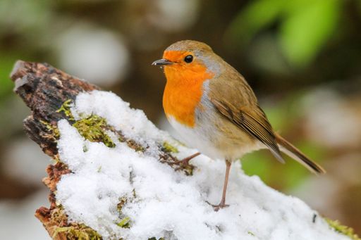 A closeup shot of an orange European robin perched on snowy wood
