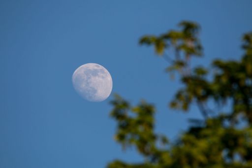 A beautiful shot of an almost-full moon in a blue sky over a park