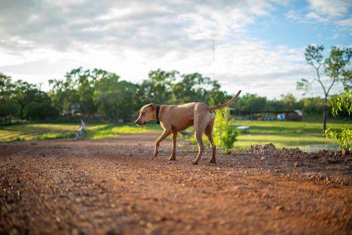 A view of Rhodesian ridgeback with collar walking on the road