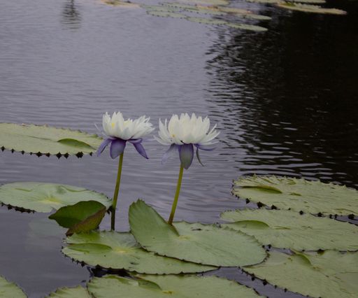 A closeup shot of blooming water lilies with pad leaves in a pond