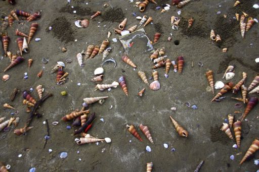 A gorgeous shot of various seashells scattered on the beach with plastic bags in the sand