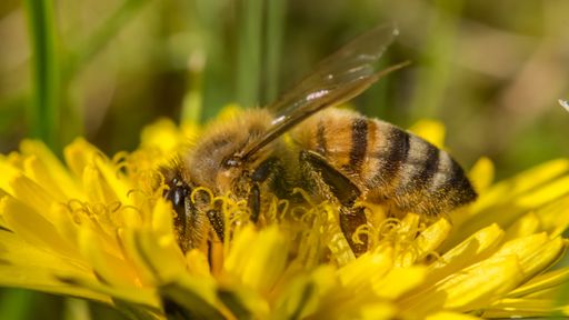 Macro photograph of a bee collecting pollen on a dandelion flower