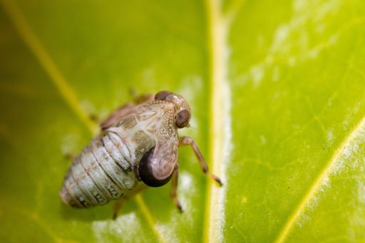 A macro shot of a insect on a blurred background of green leaves
