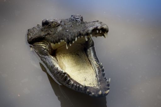 A closeup shot of a crocodile with an open mouth in dirty swamp water
