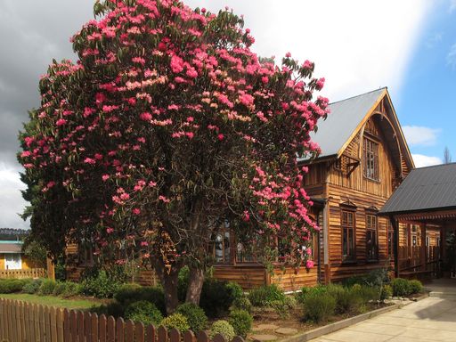 A wooden house with a pink blossoming tree under the cloudy sky
