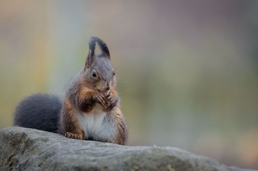 A selective focus shot of a dark brown squirrel chewing on a nut on a rock