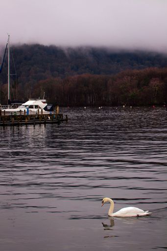 A vertical shot of a white swan in a rivera forest in the background