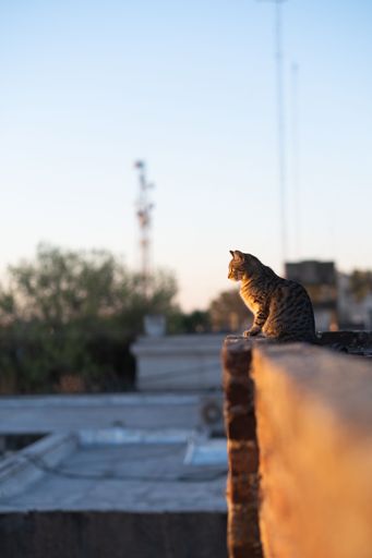 A vertical selective focus shot of a cat on a railing over a building