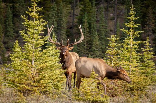 A Rocky Mountain elk in a dry field