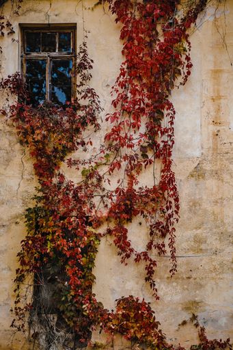 A vertical shot of a stone wall with a window and a colorful autumn creeping plant