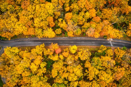 An aerial shot of a long trail leading through yellow autumn trees