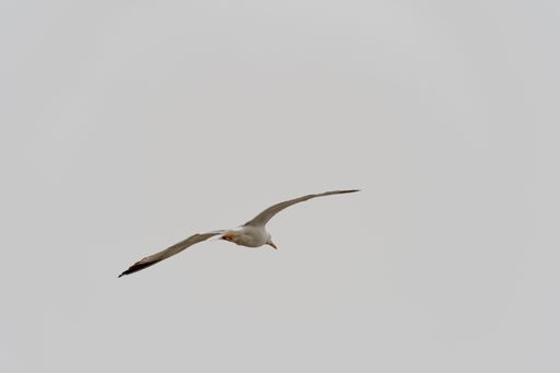 A low angle shot of a flying seagull