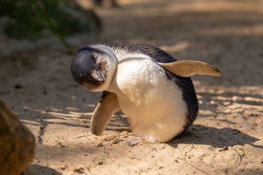 A closeup of a little blue penguin, Eudyptula minor.