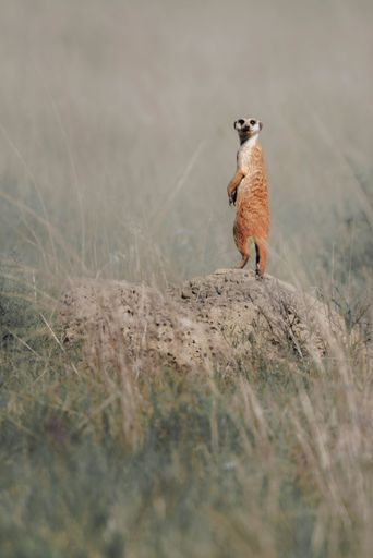 A vertical shot of a meerkat standing on a rock in the meadow. Rietvlei Nature Reserve, South Africa.