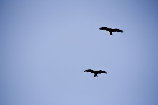 A low angle shot of two birds flying in a clear blue sky