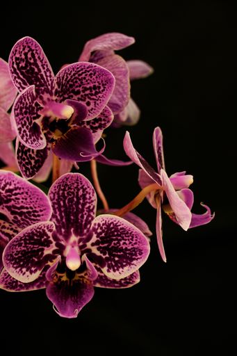 A vertical shot of beautiful purple orchids on black background