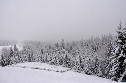 A beautiful shot of the thick forest in winter