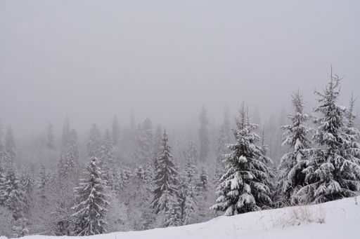 A beautiful shot of the thick forest in winter