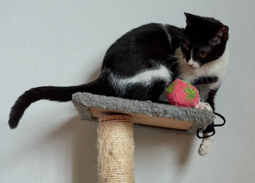 A cute black and white cat playing with a toy on a stand