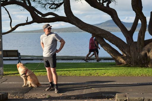View of man and dog at Tamaki Drive Mission Bay walk with Rangitoto volcano island in background
