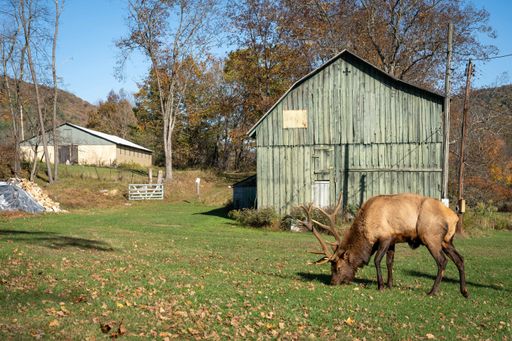 A  brown elk in a beautiful grassy land with trees in the background