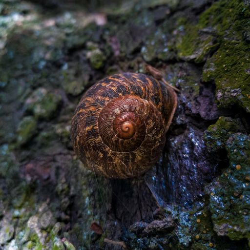 A closeup of a snail on mossy rocks