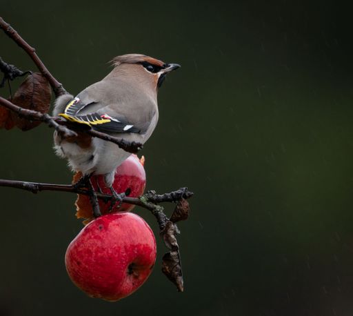 A Bohemian waxwing standing on apple twig tree with blur background