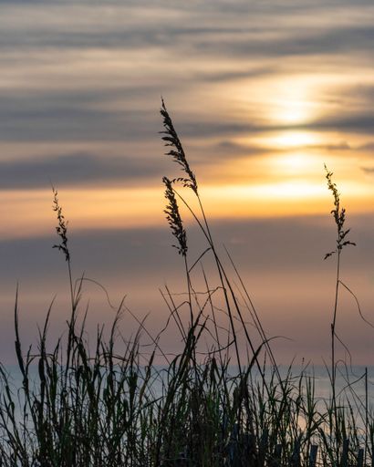 A vertical shot of the sea oats with the background of the Atlantic ocean at sunset in Edisto, South Carolina, USA