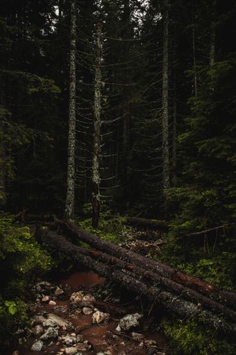 A vertical shot of a beautiful mountain forest in Durmitor Montenegro