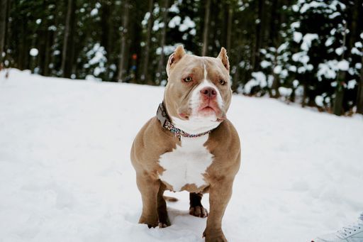 A closeup shot of a French bulldog in snow