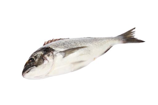 A closeup shot of a sea bream isolated on white background
