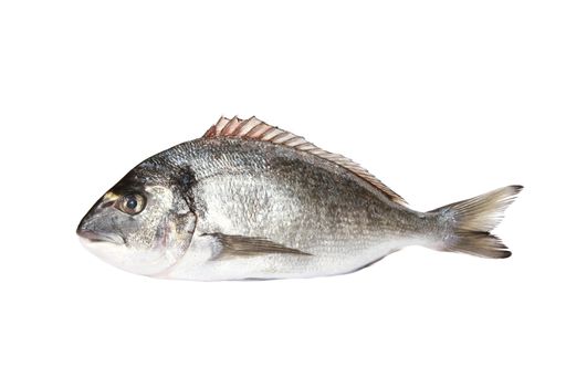 A top view shot of an uncooked fish on a white surface