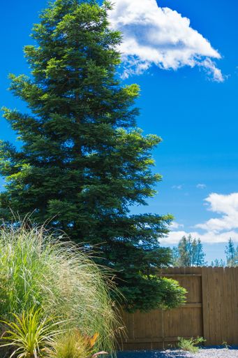 A vertical shot of a garden behind a wooden fence under the clear sky