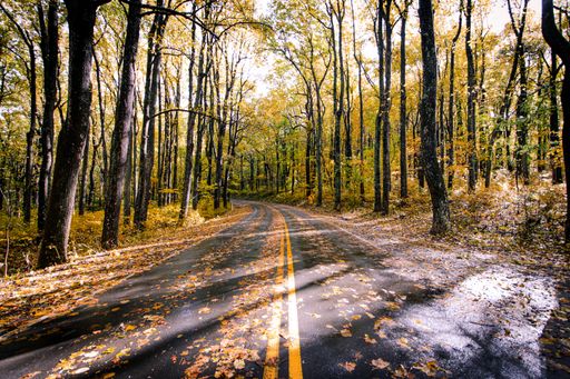 An asphalt road covered with fallen leaves in a beautiful tree forest