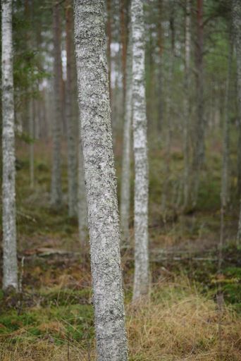 A vertical shot of growing trees in the forest under a gloomy weather