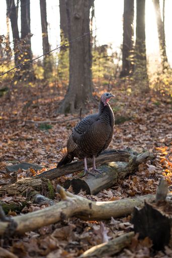 A vertical shot of a turkey perched on wood in a forest